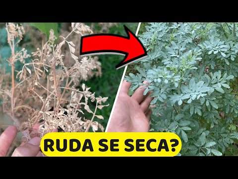 Mi PLANTA De RUDA Se esta SECANDO! 😥 Cómo RESUCITAR o SALVAR La RUDA | Parte 2