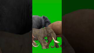 Download lagu Elephant Running Walking Green Screen Copyright Free  | Real Elephant With Sound #elephant #viral mp3