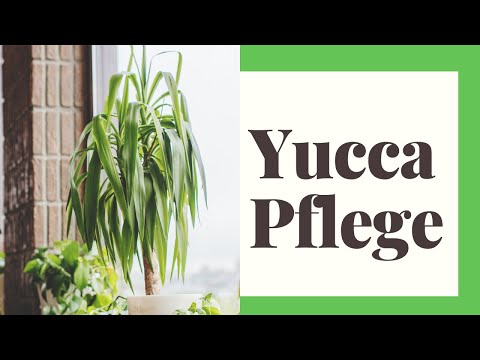 Caring for a Yucca Palm - How to do it right
