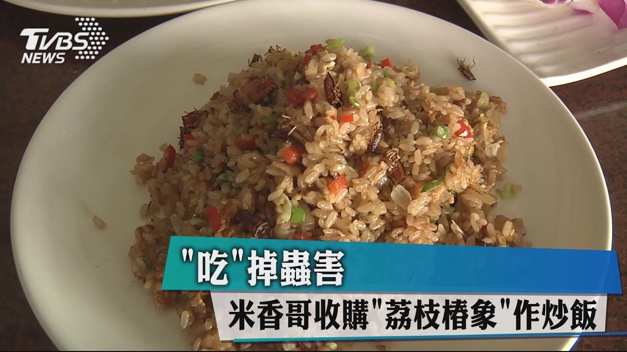 「吃」掉蟲害 米香哥收購荔枝椿象作炒飯