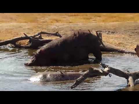 Djuma: Second Hippo coming to the pan - 12:45 - 08/04/19