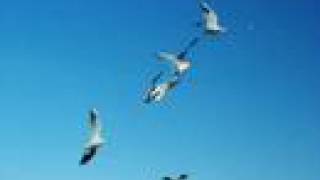 Negramaro - Quel Posto Che Non C&#39;è