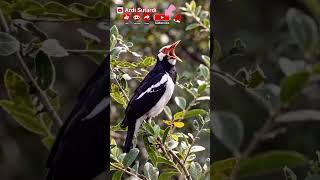 Download lagu Burung Jalak Bali dan Burung Jalak Suren. mp3 Download lagu Burung Jalak Bali dan Burung Jalak Suren. mp3