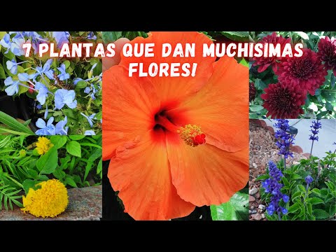 , title : 'PLANTAS que dan MUCHAS FLORES todo el AÑO, 🌹 JARDINES con FLORES HERMOSAS, 🌻 FLORES BONITAS 🌺'