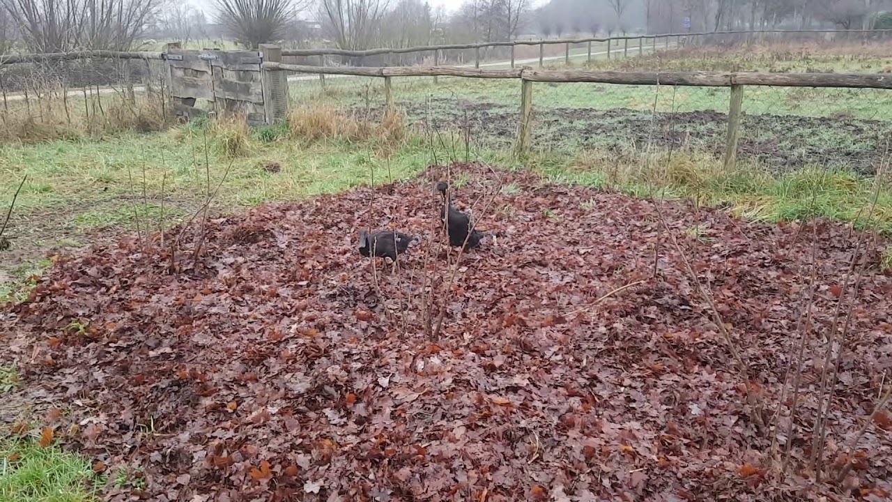 mulchlaag als eendenvoer!