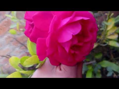 ❤️❤️❤️❤️❤️