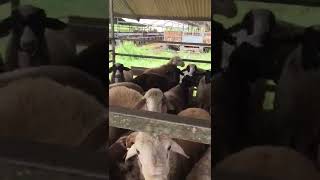 Download lagu survey domba dorper dan awasi f1 di Lawang kab.malang mp3 Download lagu survey domba dorper dan awasi f1 di Lawang kab.malang mp3