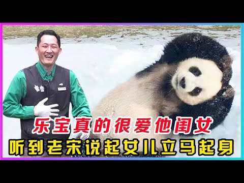 乐宝真的很爱他的闺女，老宋把前两天送给睿辉的竹子巧克力棒给到乐宝，乐宝听到了老宋说起女儿，立马一个翻滚起身，看到老宋拿过来的巧克力棒，闻嗅了一番迟迟没有下嘴咬，虽然老宋已经给巧克力棒消了毒，