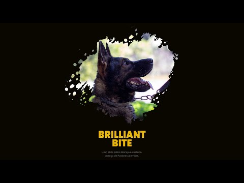 SÉRIE ESPECIAL: A ARTE DE CRIAR PASTORES ALEMÃES