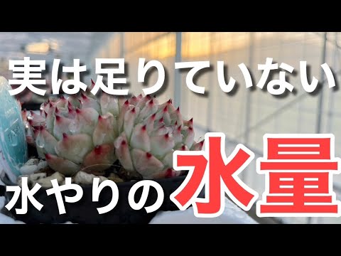 多肉植物の水やり:少ないほど良い! トピックス