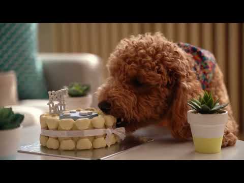 Happy Puppy Cakes - Freshly baked birthday cakes for dogs in your city