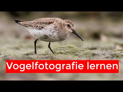 Vogelfotografie lernen  - Resümee