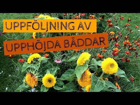 Uppföljning av upphöjda bäddar - Hur har det gått? Hösttäckning