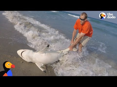 Top 5 Animal Rescues at Sea | The Dodo