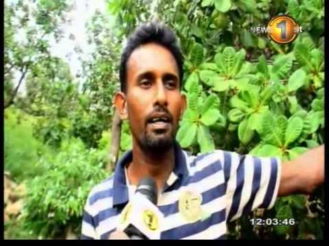 sirasa lunch news 0411 3