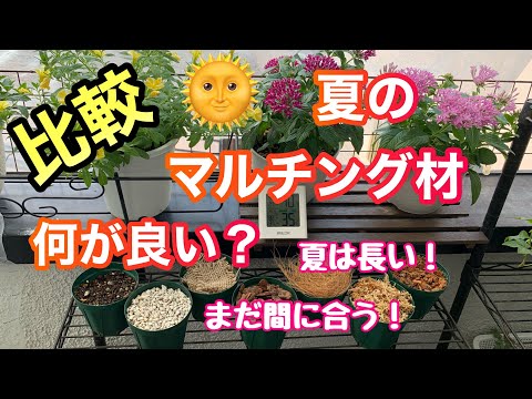 夏に家庭菜園にマルチングをするのが良いのはなぜですか?わらの選び方は？  庭園