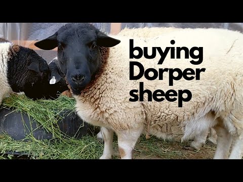 , title : 'Dorper Sheep Shopping'