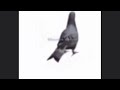 SWA LA LA LA (pigeon spins)