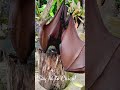 Fruit Bat Chico #bali  #travel  #bats  #fruitbats
