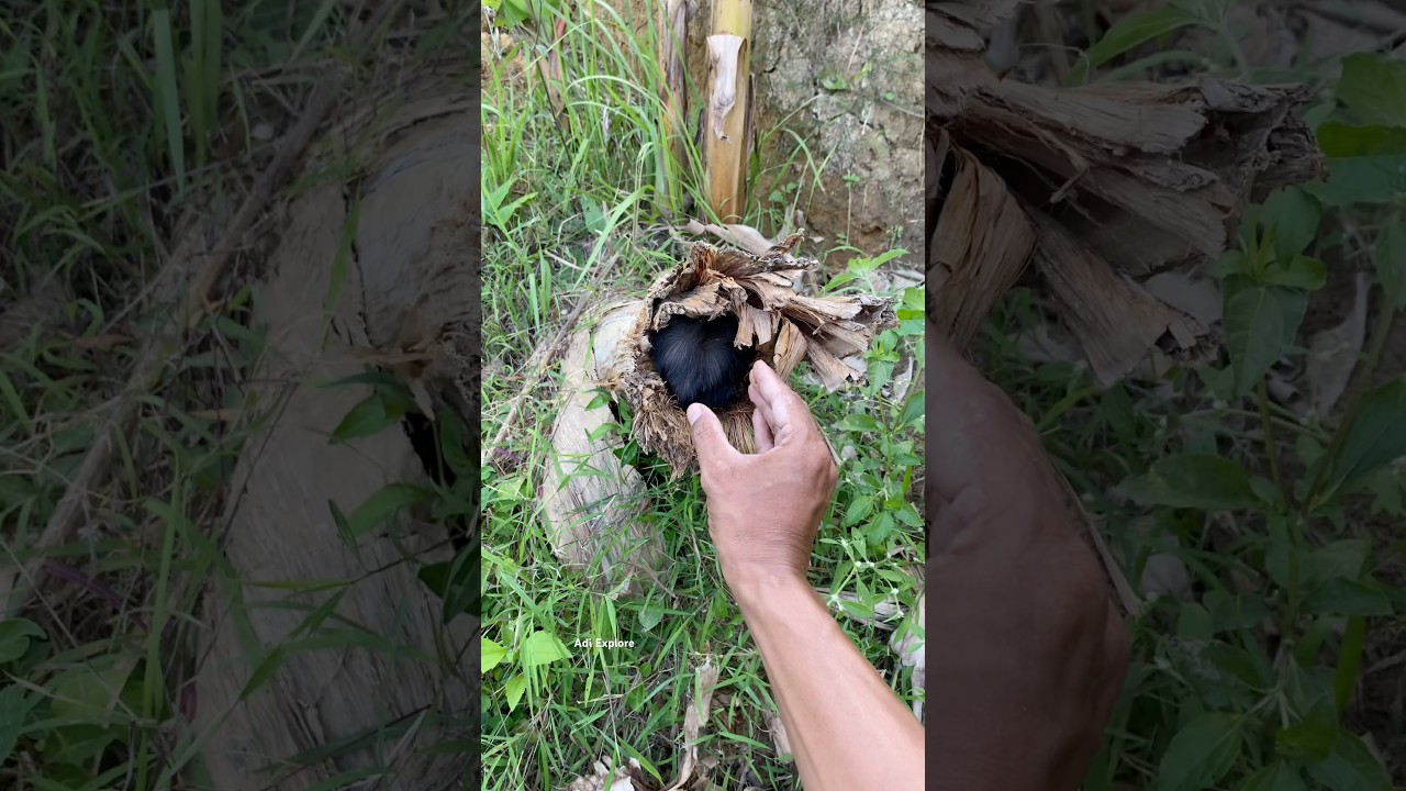 This black animal is difficult to catch #trending #wildlife #nest #animals #nature #cute #shorts
