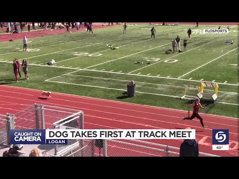 Video of dog joining high school track race goes viral
