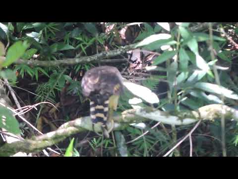 Halcón reidor mas conocido como guaco disfrutando de una serpiente