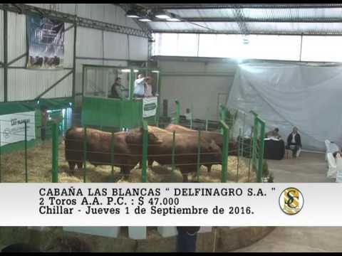 01-09-16 Venta de Toros A.A. P.C. - Cabaña Las Blancas - Chillar.
