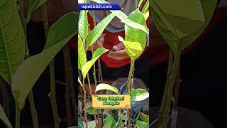 Download lagu cara okulasi nangka mp3