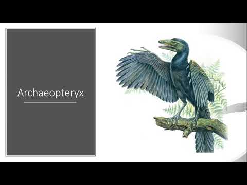 Der Archaeopteryx (Vortrag)