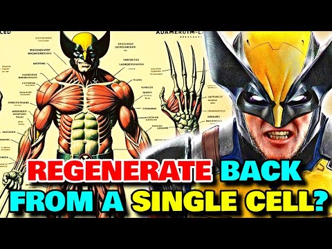 Wolverine Physiology Analysed In Detail - 20 Biological Secrets That Makes Him A Superior Mutant!