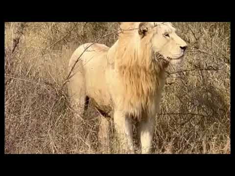 3 Birmingham boys attacking 1 River Pride Male