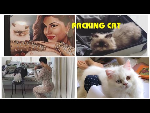 Jacqueline fernandez  Shares CUTE Moment With Her Pet Cat