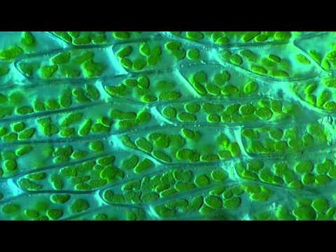 Moss Leaf / Hypnum cupressiforme - 1000x microscope