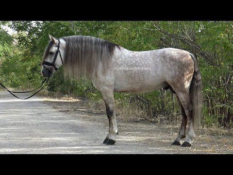 Baroque Andalusian PRE Stallion 2017 - 1,61 cm (#MP650)
