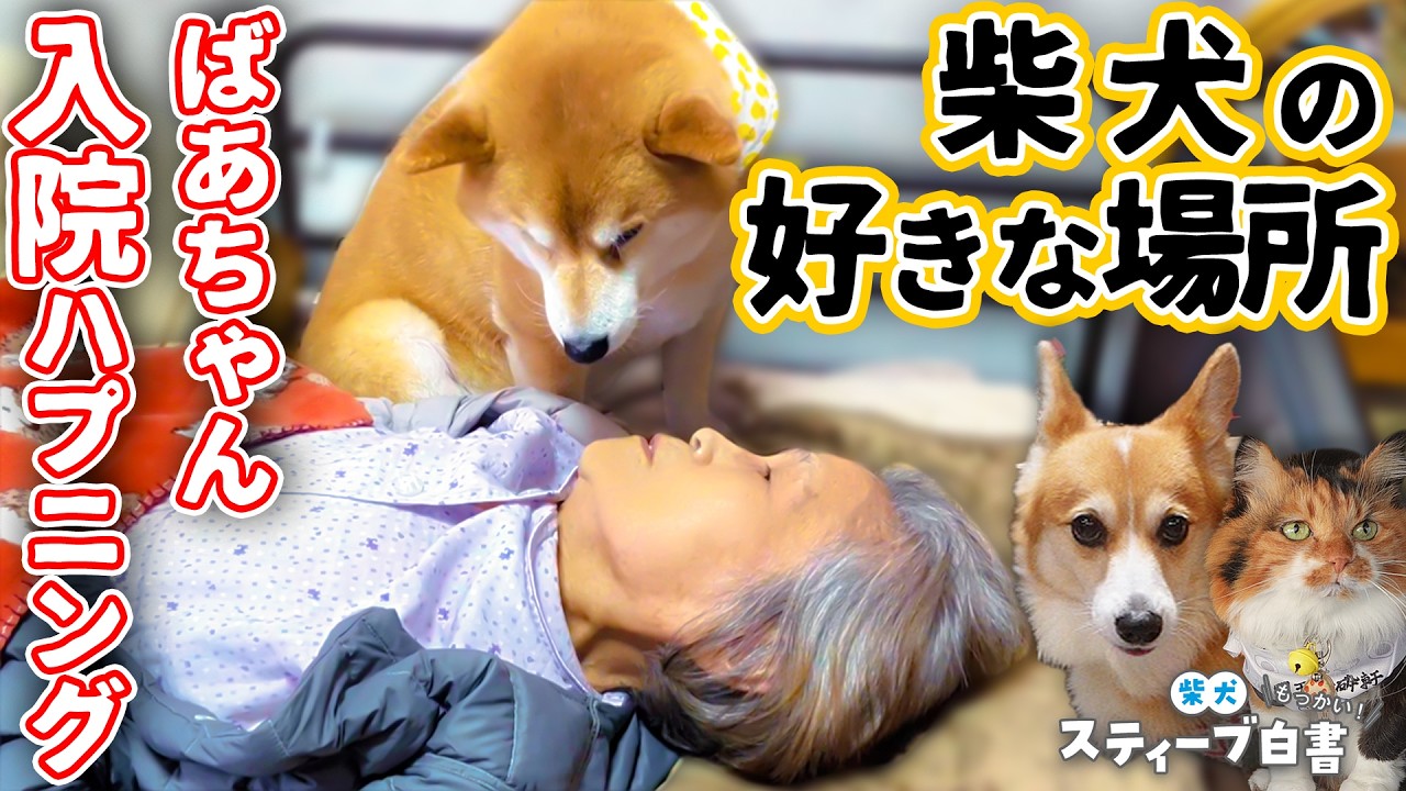 鼻声の柴犬がお気に入りの場所を紹介【Shi-Ba掲載4コマ連動動画】