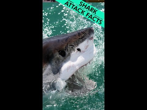 Why are we so afraid of sharks?