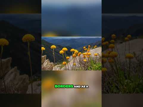 Bright Billy Buttons Groundcover for Your Garden