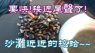 2025今天不釣魚趕海漂亮的蛤仔~近近的就挖了~!!#趕海