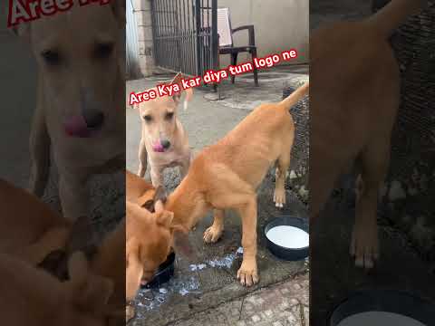 #dog #animals #viralshort #shorts #yt #tranding #puppy #funnyshorts