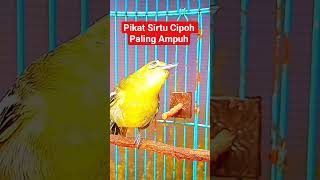 Download lagu Pancingan Pikat Sirtu Cipoh Paling Ampuh Hitungan Detik Langsung Turun#birds #sirtugacor #shorts mp3