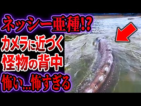 Hypancistrusについて詳しく解説