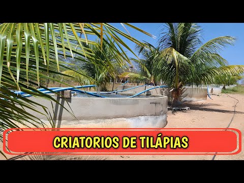 Criatorio de tilápias na fazenda Lagoa da mata | Canapi/AL 