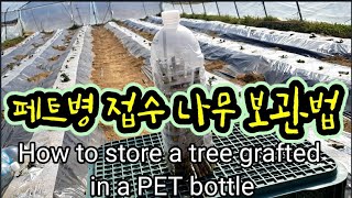 페트병에 접목할 접수 보관법 How to store a tree grafted in a PET bottle