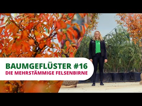 Baumgeflüster #16 | Die Mehrstämmige Felsenbirne