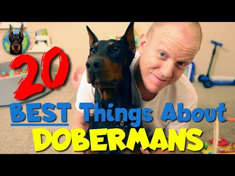The 20 BEST Things About Owning a Doberman in 2023