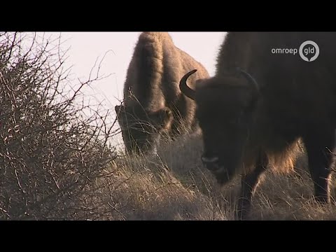 GLD Nieuws 4 januari 2020