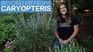 Spotlight: Beyond Midnight Caryopteris