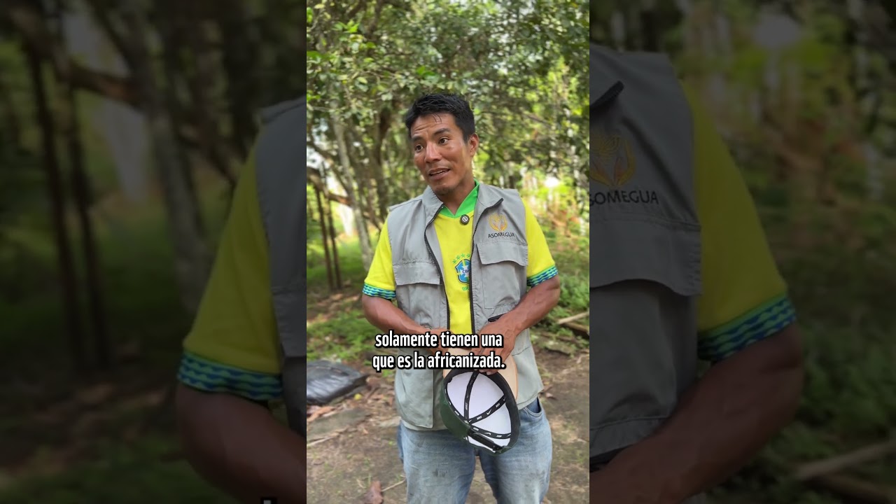 Sin aguijón pero con mucho sabor colombiano 🇨🇴 🐝🍯