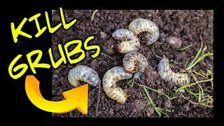 How to Kill Lawn Grubs