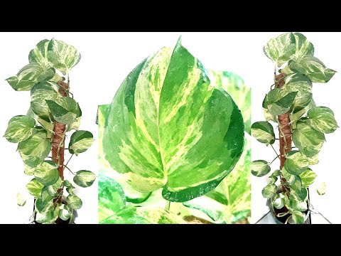 Manjula Pothos Propagation & Care Guide